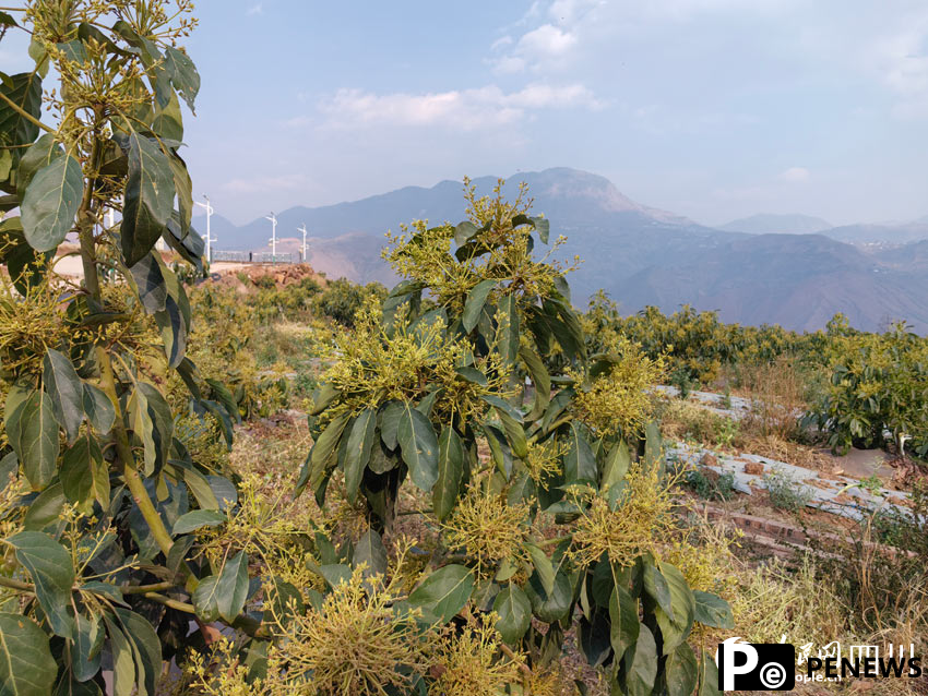 Emerging avocado industry boosts rural revitalization in SW China