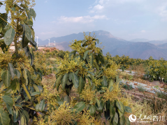 Emerging avocado industry boosts rural revitalization in SW China's Sichuan