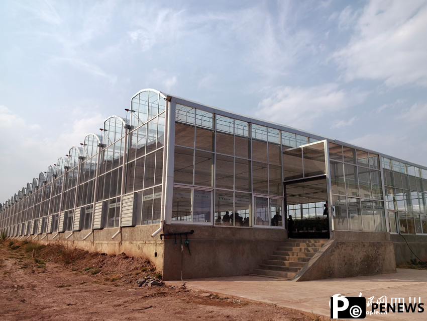 Emerging avocado industry boosts rural revitalization in SW China