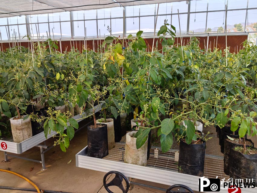 Emerging avocado industry boosts rural revitalization in SW China