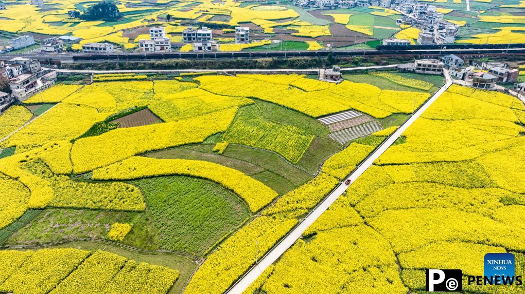 Scenery of blooming rapeseed flowers in Mugang Town, China