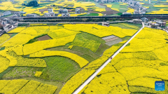 Scenery of blooming rapeseed flowers in Mugang Town, China's Guizhou