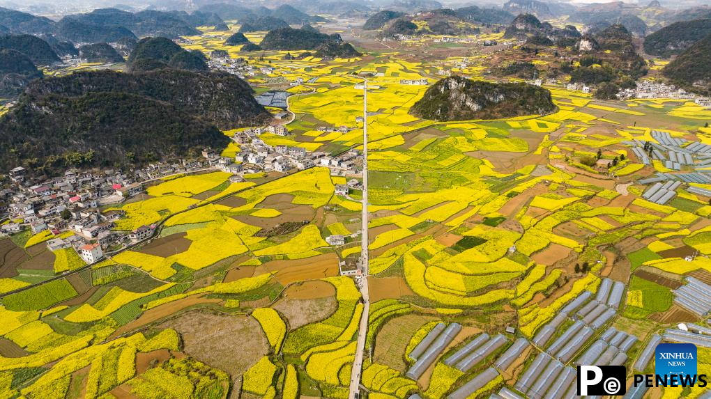 Scenery of blooming rapeseed flowers in Mugang Town, China