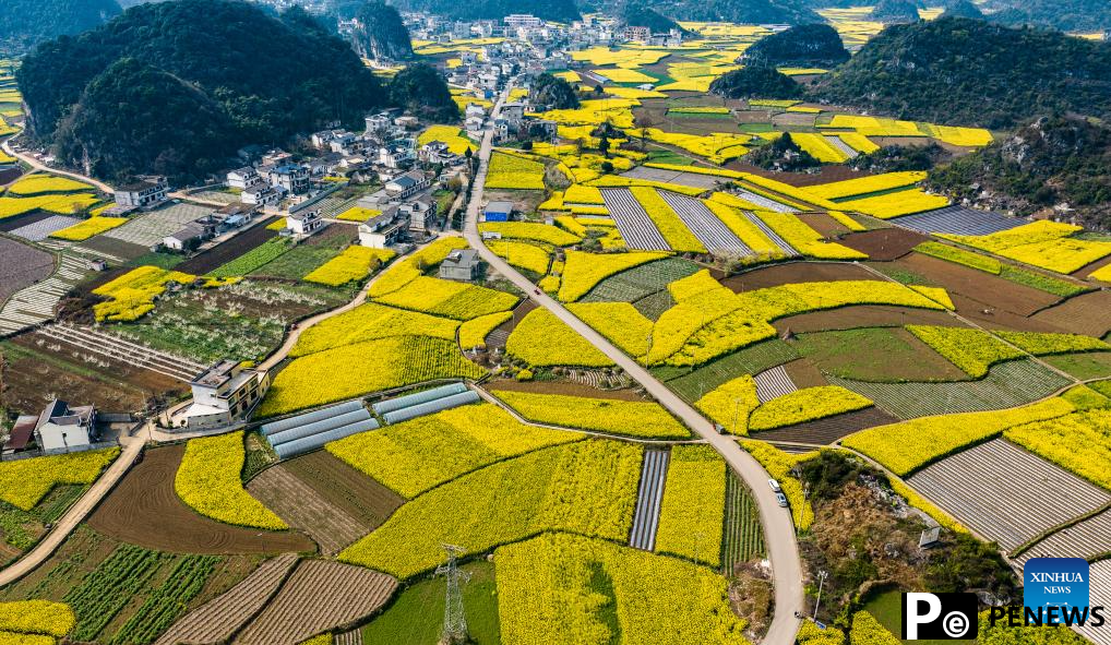 Scenery of blooming rapeseed flowers in Mugang Town, China