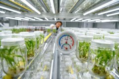 AI empowers China's agriculture to harvest smarter future