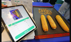 Chinese scientists expand AI in crops breeding to boost yield and improve varieties