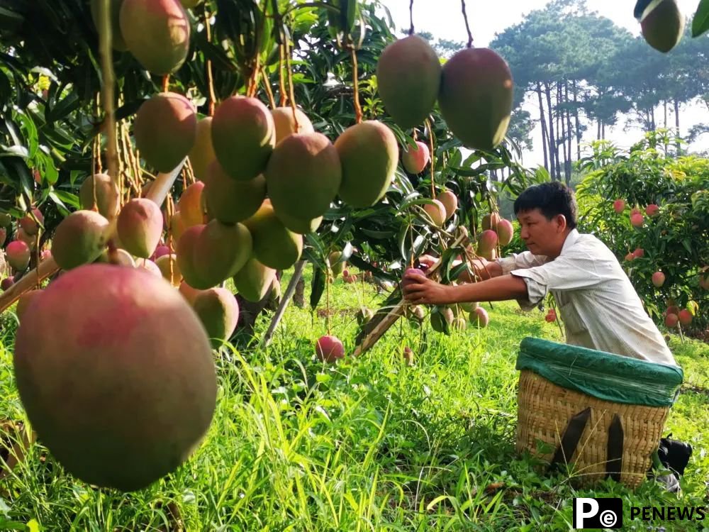 Golden mangoes fuel booming industry in Lijiang
