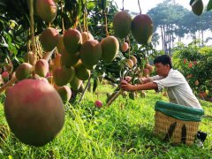 Golden mangoes fuel booming industry in Lijiang