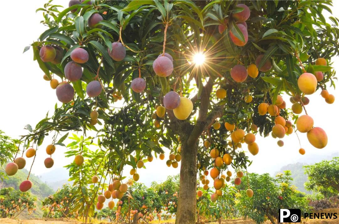 Golden mangoes fuel booming industry in Lijiang