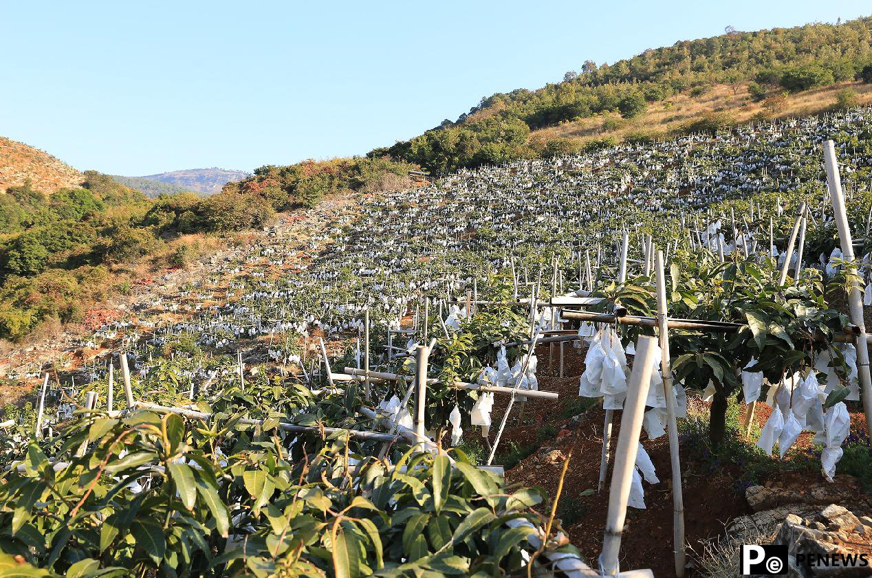 Golden mangoes fuel booming industry in Lijiang