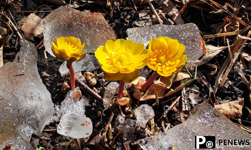 In pics: Blooming Adonis amurensis in Harbin, NE China