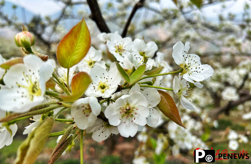 In pics: Pear blossoms paint springtime hues in SW China
