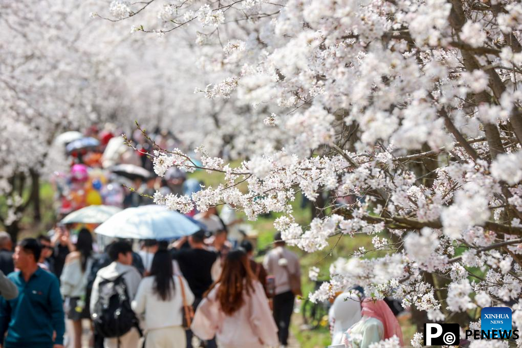 Cherry blossoms attract tourists in Gui
