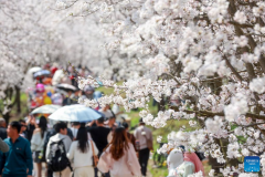 Cherry blossoms attract tourists in Gui'an New Area, China's Guizhou