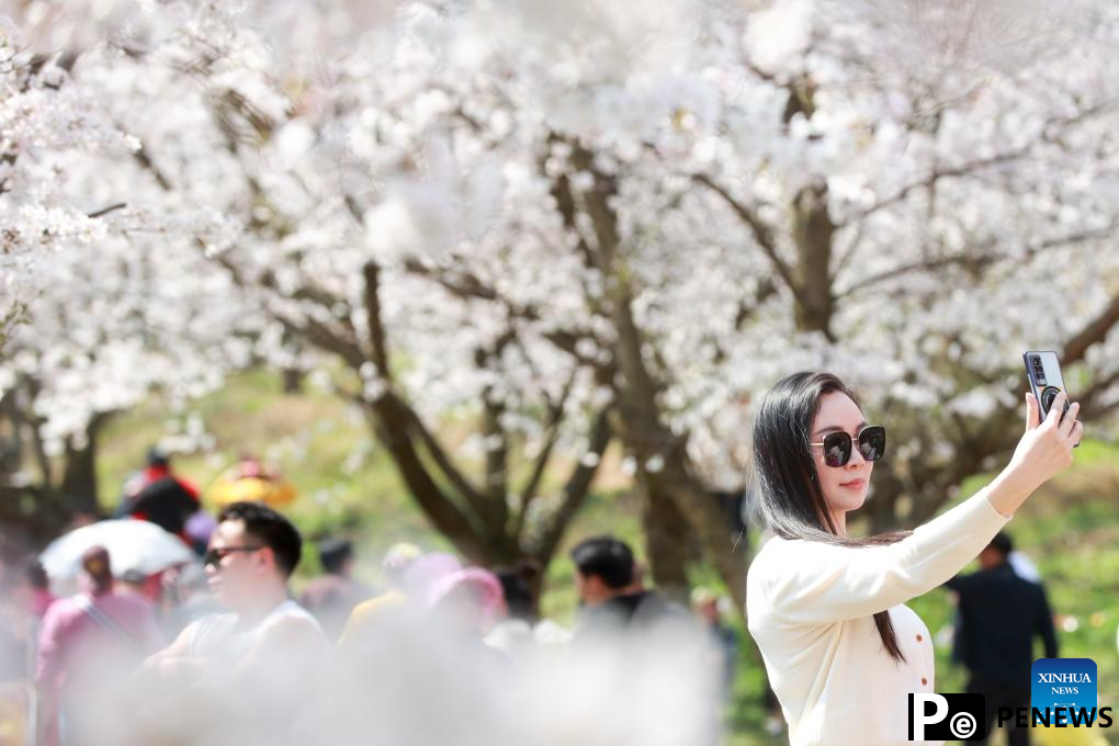 Cherry blossoms attract tourists in Gui