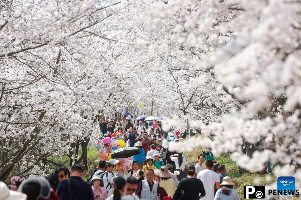 Cherry blossoms attract tourists in Gui