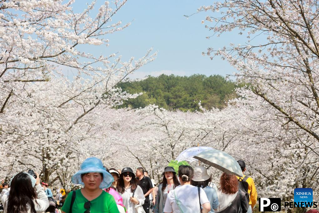 Cherry blossoms attract tourists in Gui