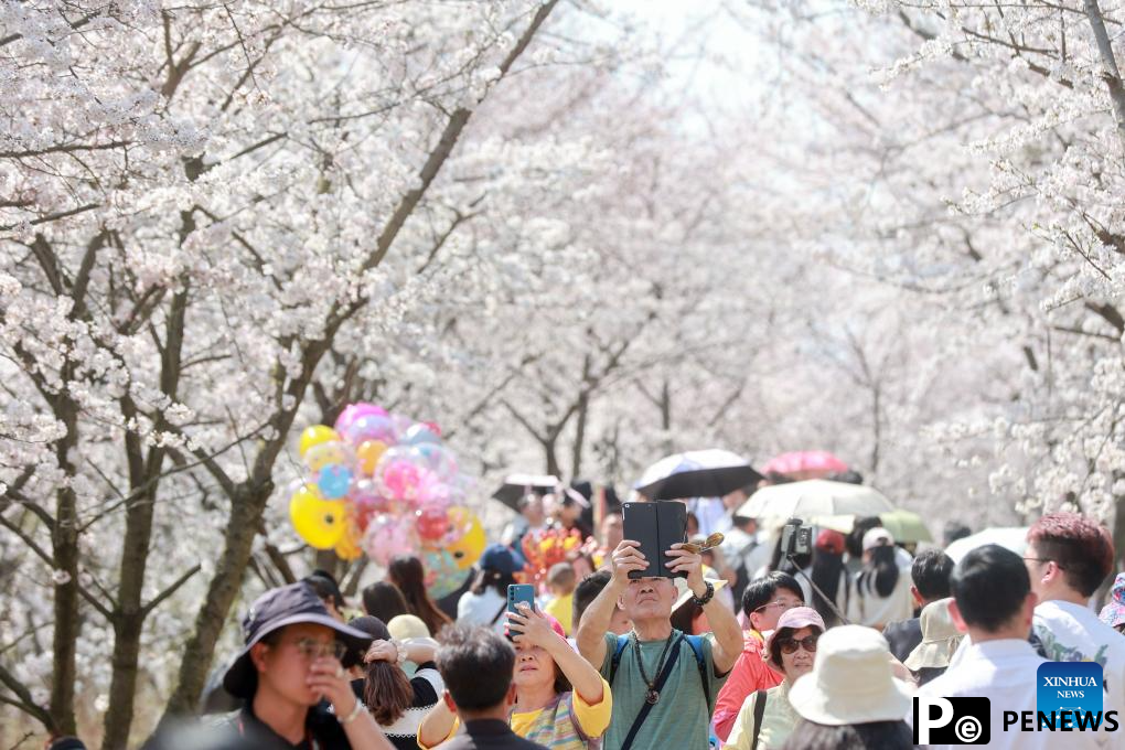 Cherry blossoms attract tourists in Gui