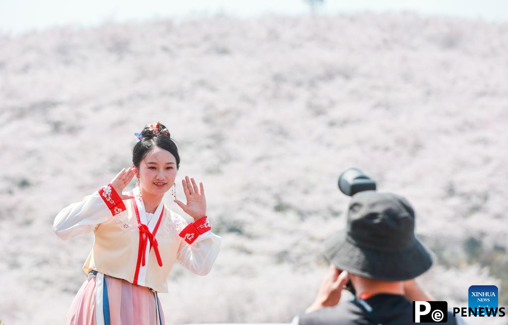 Cherry blossoms attract tourists in Gui