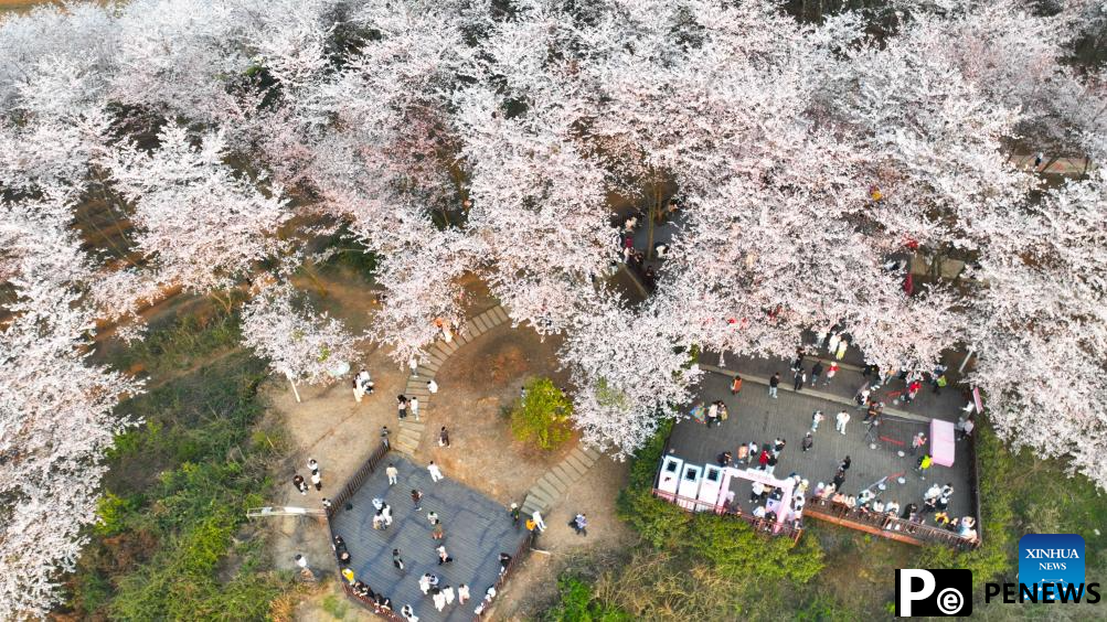 Cherry blossoms attract tourists in Gui