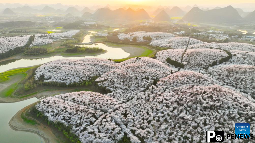 Cherry blossoms attract tourists in Gui