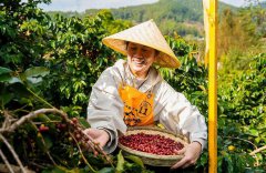 From Yunnan to the world: how China's coffee is rising on the global stage