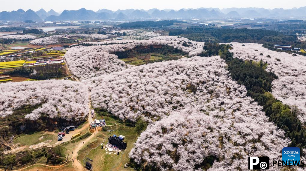 View of cherry blossoms in Gui