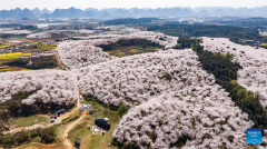 View of cherry blossoms in Gui'an New Area of China's Guizhou