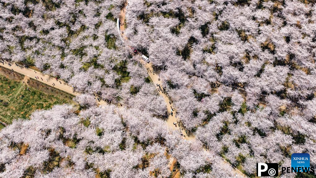 View of cherry blossoms in Gui