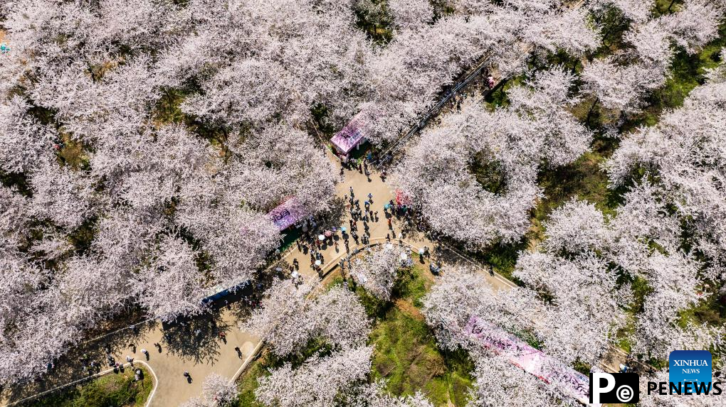 View of cherry blossoms in Gui
