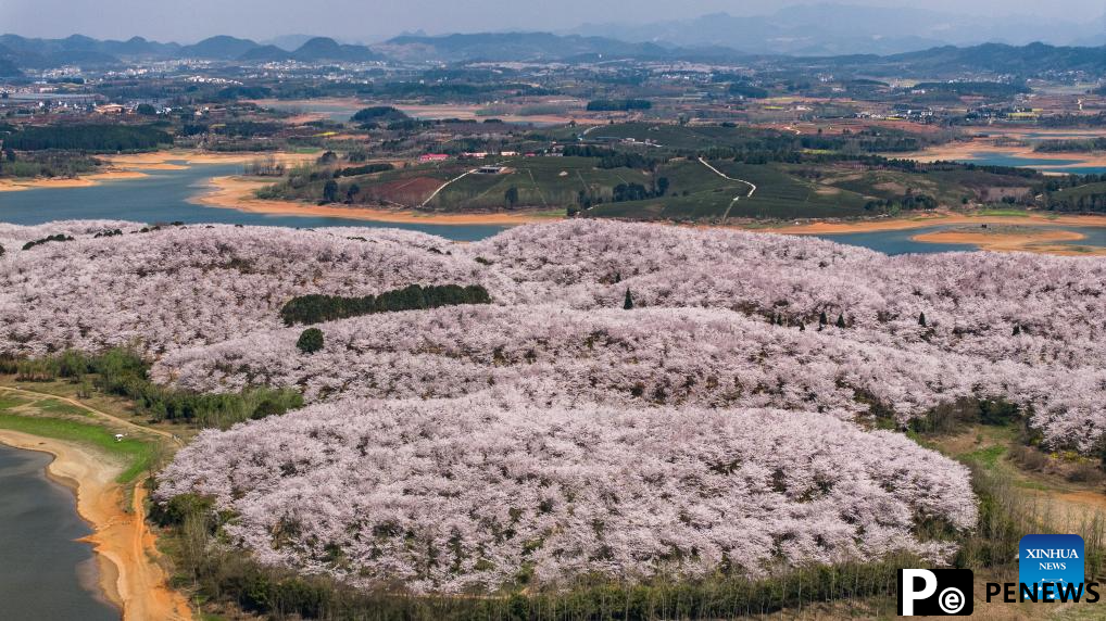 View of cherry blossoms in Gui