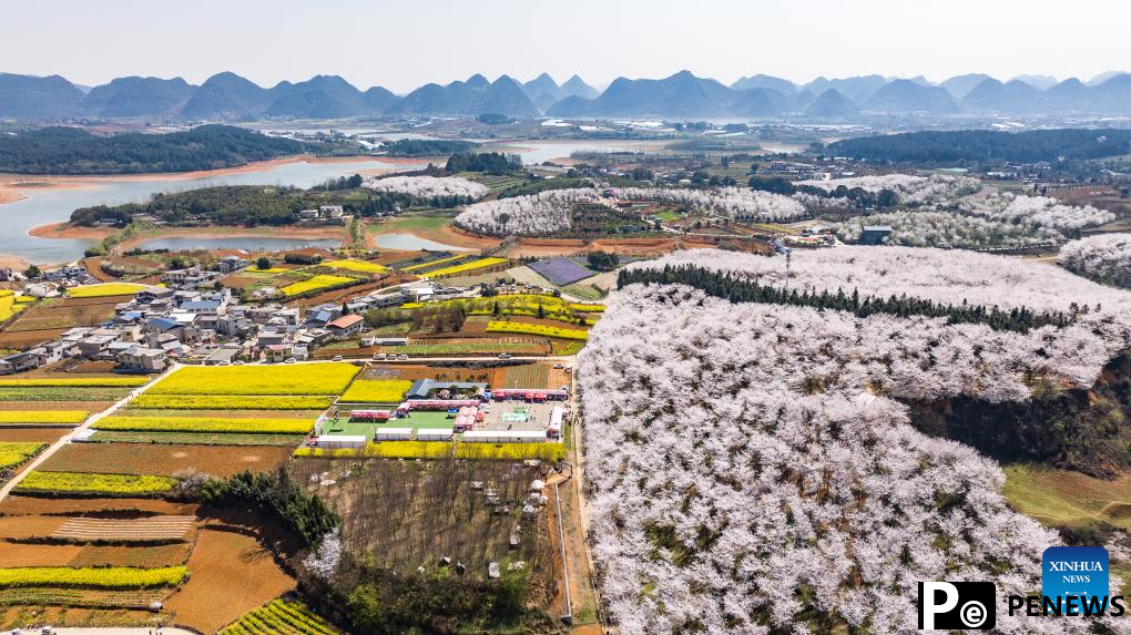 View of cherry blossoms in Gui