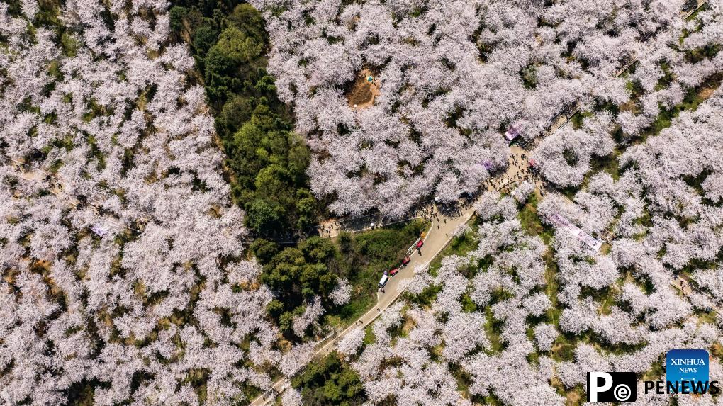 View of cherry blossoms in Gui