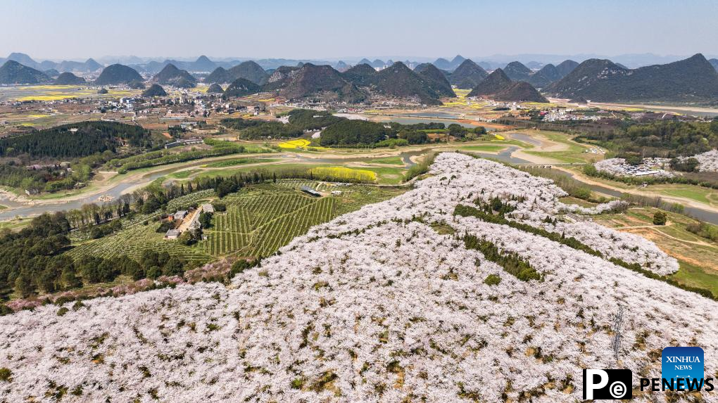 View of cherry blossoms in Gui
