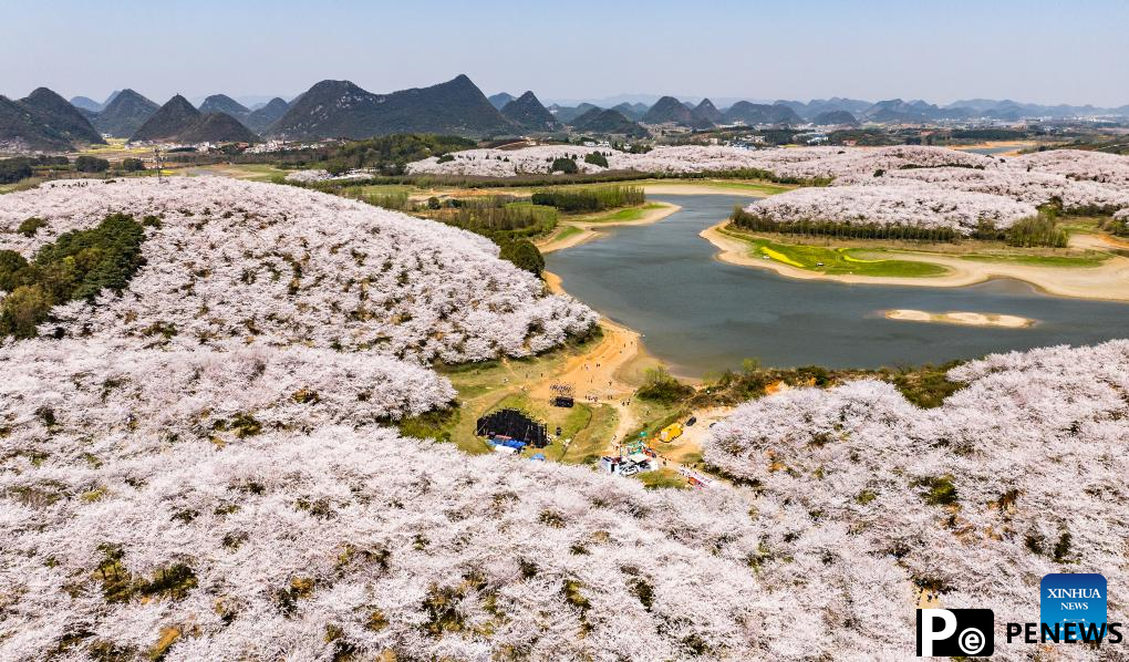 View of cherry blossoms in Gui