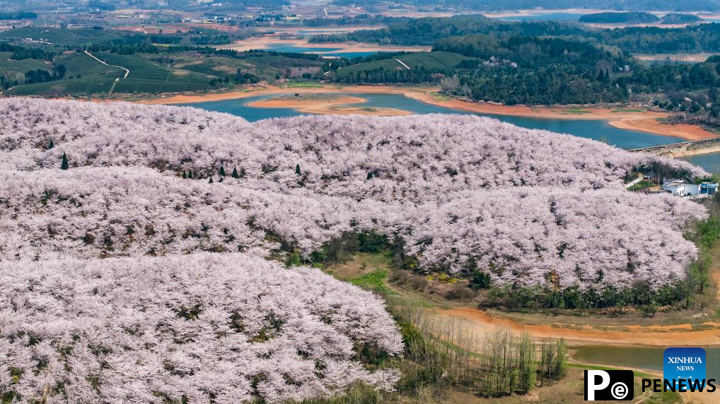 View of cherry blossoms in Gui