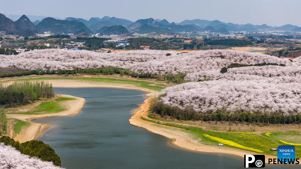 View of cherry blossoms in Gui