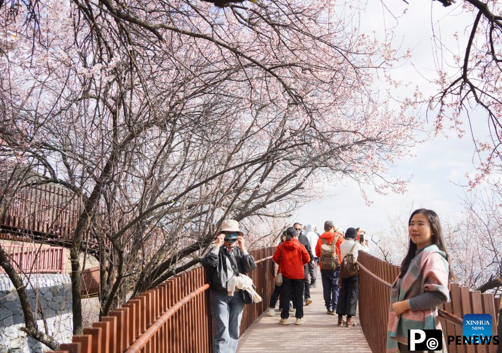 Peach blossoms in full bloom in Nyingchi, China