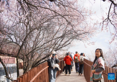 Peach blossoms in full bloom in Nyingchi, China's Xizang