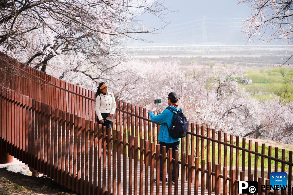 Peach blossoms in full bloom in Nyingchi, China