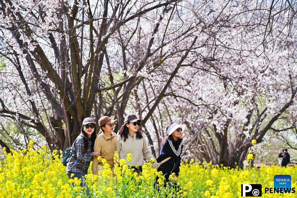 Peach blossoms in full bloom in Nyingchi, China