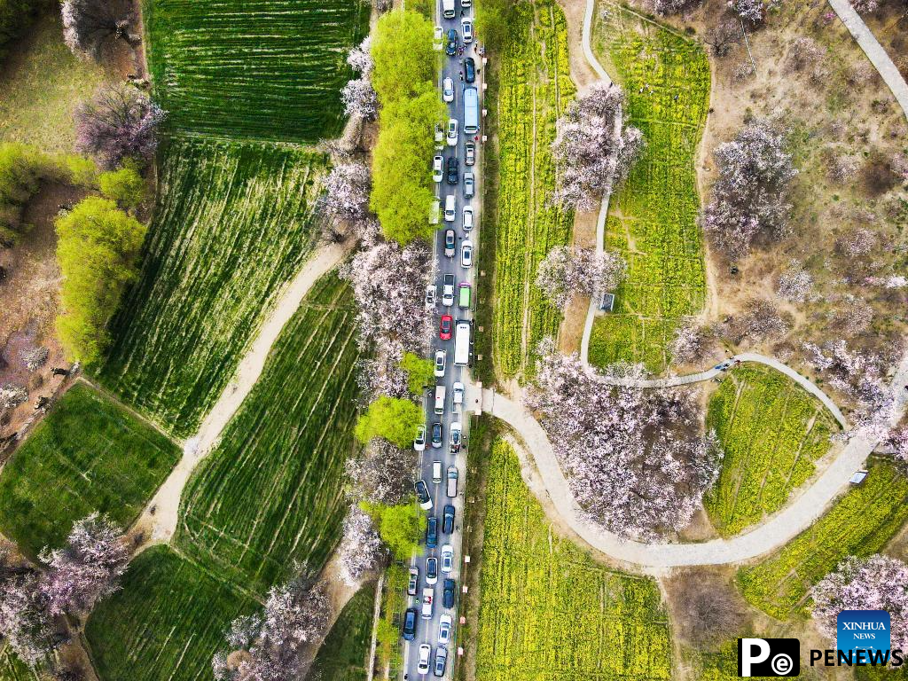 Peach blossoms in full bloom in Nyingchi, China