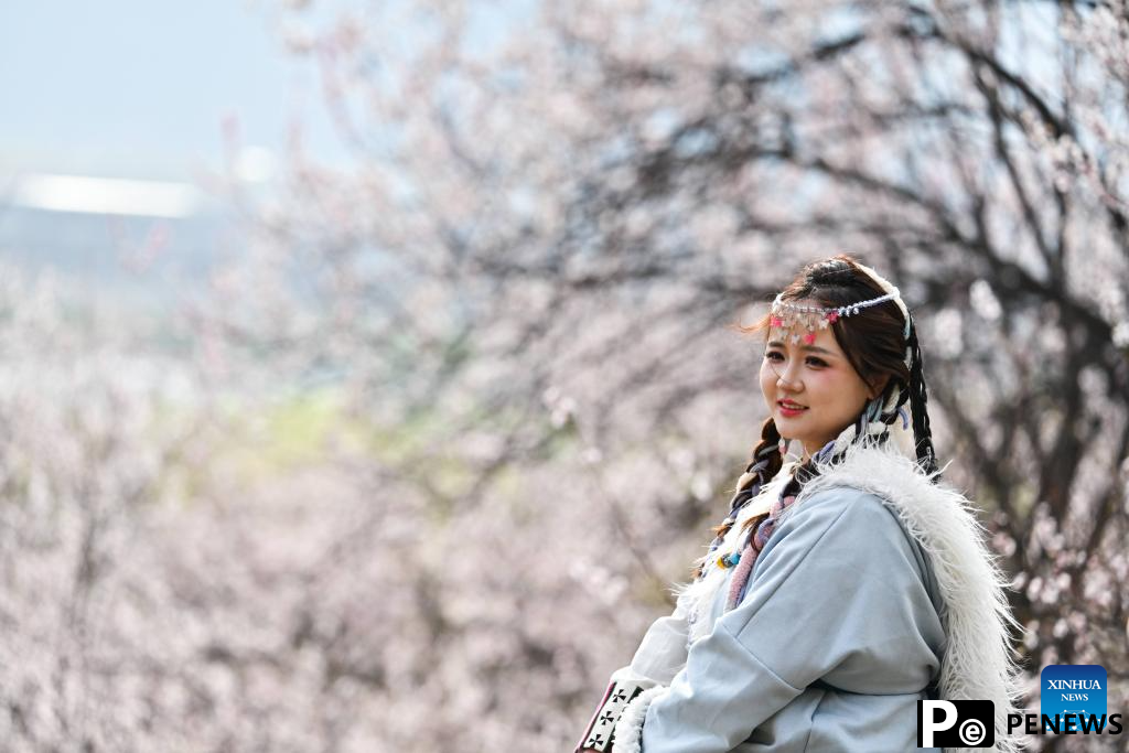 Peach blossoms in full bloom in Nyingchi, China