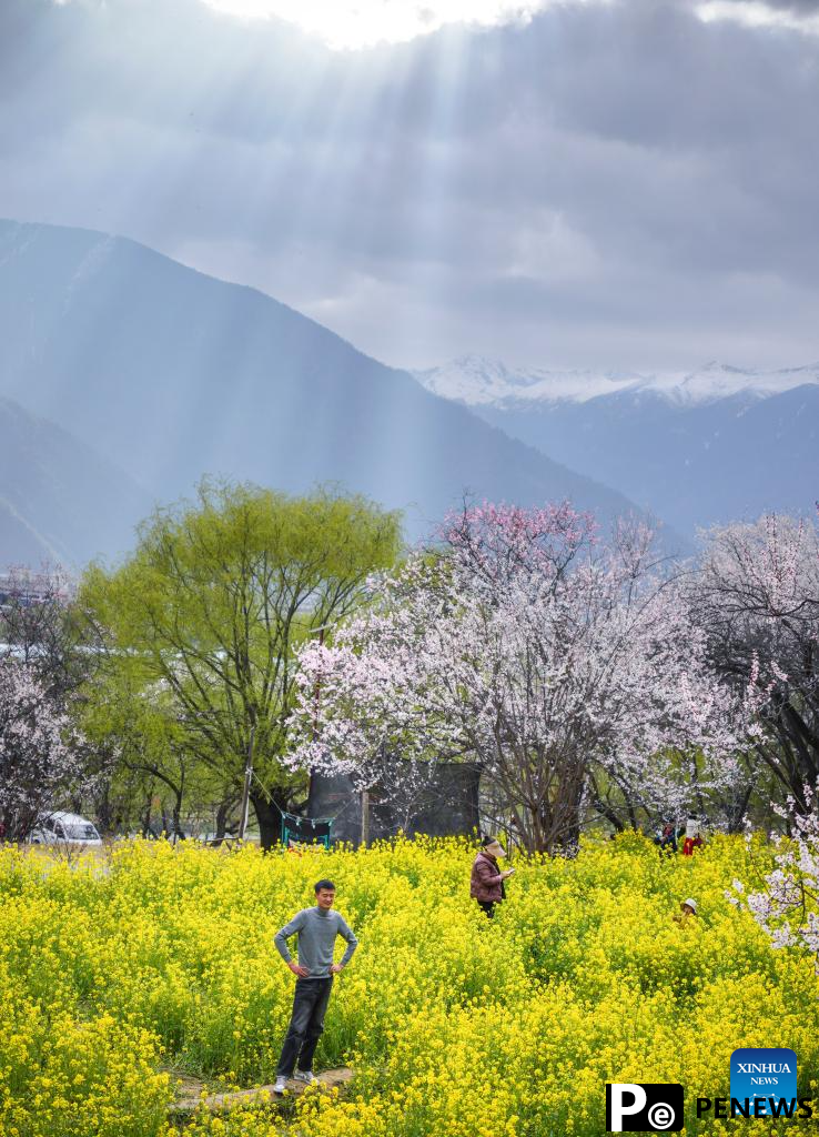 Peach blossoms in full bloom in Nyingchi, China