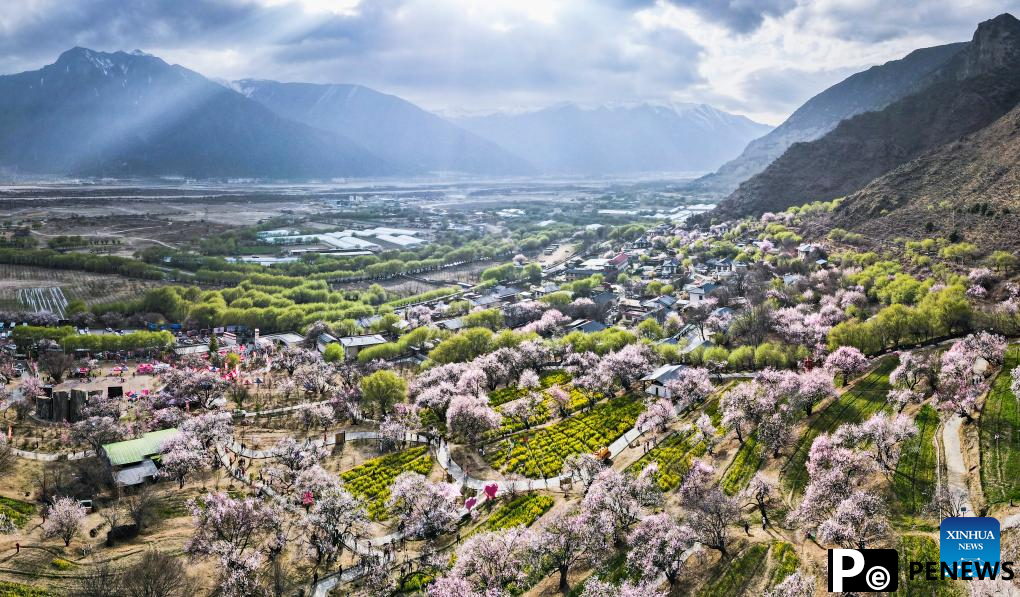 Peach blossoms in full bloom in Nyingchi, China