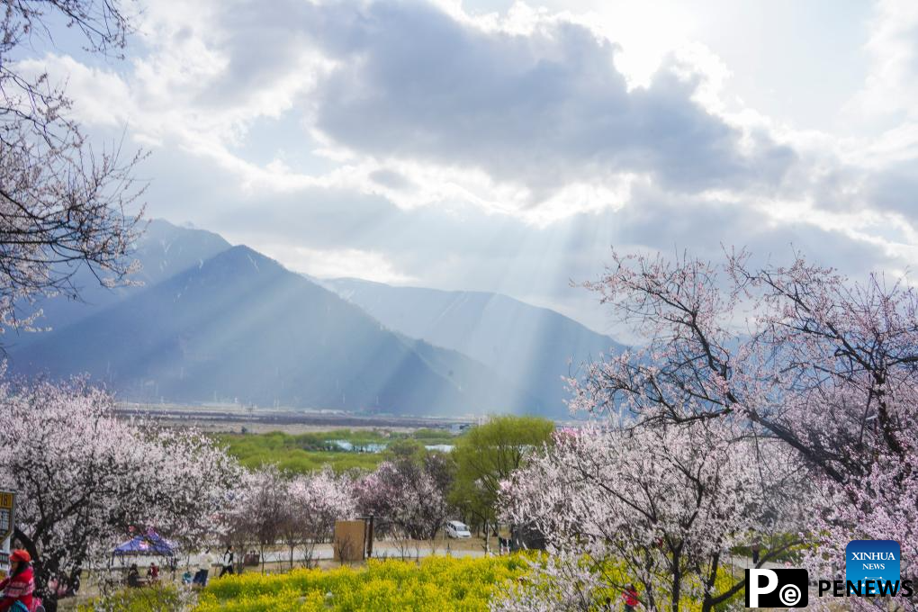 Peach blossoms in full bloom in Nyingchi, China