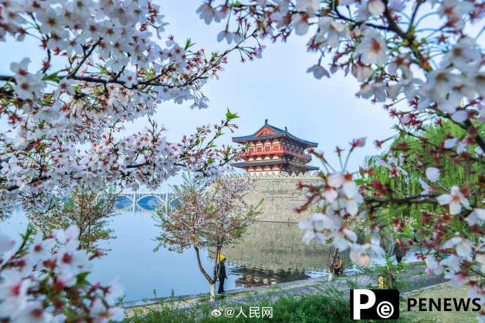 In pics: Flowers bloom in Luoyang, C China