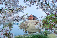 In pics: Flowers bloom in Luoyang, C China's Henan