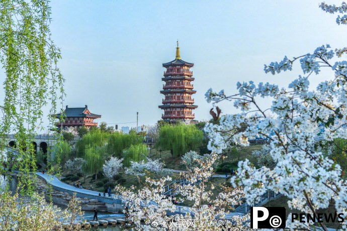 In pics: Flowers bloom in Luoyang, C China