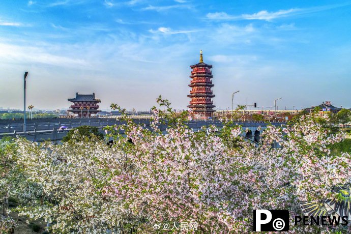 In pics: Flowers bloom in Luoyang, C China